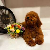 Toy POODLE/miniature, в г.Дубай