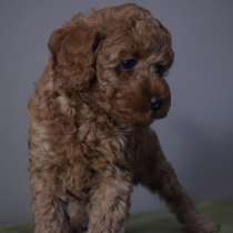 Той пудель, в г.Анталия