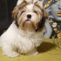 Ши - тцу. Blue eye, в г.Malsfeld