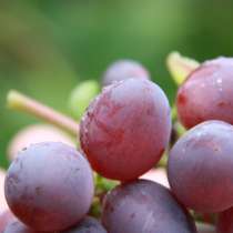 Продам саженцы винограда, в Омске