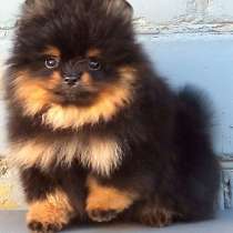 Пудель. Red миниатюра, в г.Sulzburg