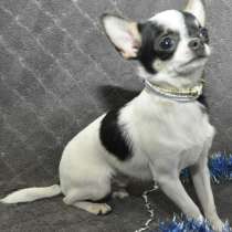 Чихуахуа. Мини, в г.Берлин