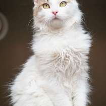 Ласковый красавчик Милош в самые добрые руки!, в Москве