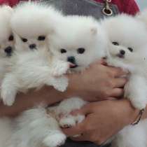 Pomeranian Mini Spitz Purebred Мини шпицы любой цвет, в г.Колумбия