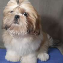 Ши - тцу, в г.Нойдитендорф