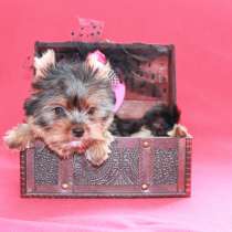 Четырехмесячная стандартная девочка, Йорк. Классика, в Москве