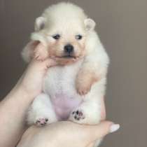 Померанский шпиц, в г.Берлин