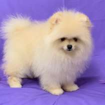 Померанский шпиц, в г.Райнсберг