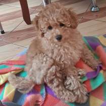 Пудель. Apricot. Girl and boy, в г.Бремен