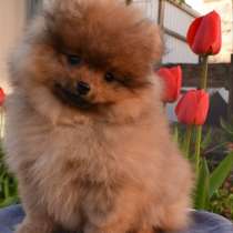 Померанский шпиц. Orange, в г.Вайнсберг