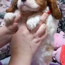 Кавалер - Кинг - Чарльз спаниель, в г.Гера