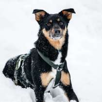 Невероятно ласковый мальчик Деймонд ищет дом!, в Москве