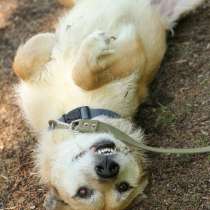 Ищет дом пёс, который совсем как котик, в Санкт-Петербурге