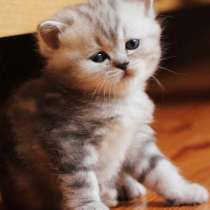 Шотландские котята из элитного питомника кошек«Silver Sharm», в Москве