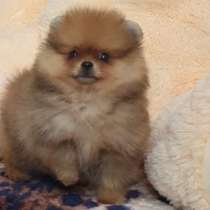 Померанский шпиц, в г.Дрезден