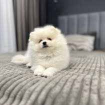 Шпиц, в г.Кёльн