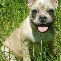 Французский бульдог. Merle, в г.Anhausen