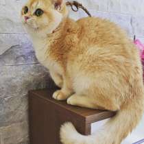 BRI NY12 MALE FOR BREED, в г.Стамбул