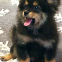 Шпиц. Black tan, в г.Берлин