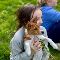 Catelus basenji Kennel FCI LUCKY ALIEN, в г.Галац