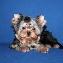 Мальчик Йорк, бэби фейс, в Москве