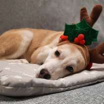 Щенок удивительного персикового окраса, в Санкт-Петербурге