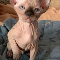 Котенок сфинкс, в Железнодорожном