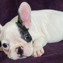 Французский бульдог. White - black, в г.Анталия