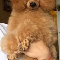 Пудель миниатюра, в г.Мерсин