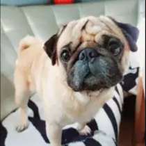 Щенки Мопс, в Казани