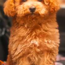 Щенки разных пород, в г.Аланья