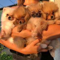 Продаются щенки шпица, в г.Париж