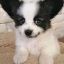 Папильон (собака бабочка), в г.Alperstedt