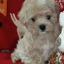 Мальтипу F - 1, в г.Blankenhain