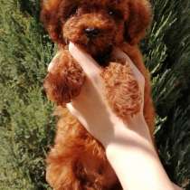 Пудель. Red, в г.Benningen