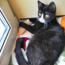 Котик с оранжевыми глазами и большими ушками, в Санкт-Петербурге