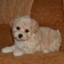 Мальтипу F - 1. Мелкий стандарт, в г.Майнц