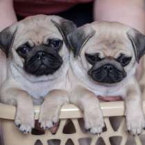 Щенки Мопс, в Воронеже