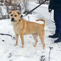 Пёс, который носит свои вещи, в Санкт-Петербурге