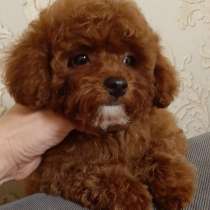 Toy puddle. Dark red, в г.Берлин