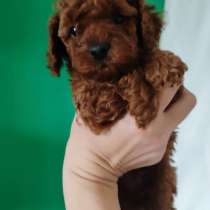 Той-пудель, в г.Стамбул