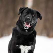 Чёрный богатырь Макс в добрые руки, в Москве