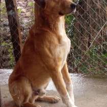 Очень добрый пёс Рекс ищет дом!, в Москве