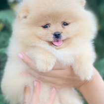 Померанский шпиц, в г.Karlsruh