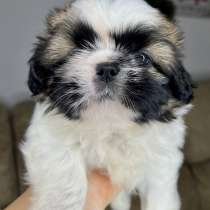 Мальчик Ши-тцу, в г.Тель-Авив