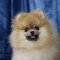 Pomeranian spitz. Boy, в г.Bergen