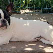 Французский бульдог. White. Red, в г.Мерсин