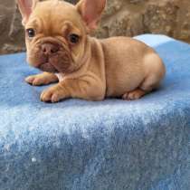 Французский бульдог. Isabella fawn, в г.Берлин