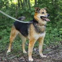 Хорошенькая, ласковая и любопытная собачка, 40 см, в Санкт-Петербурге