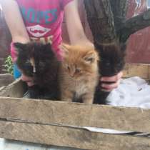 Котята, в г.Барановичи